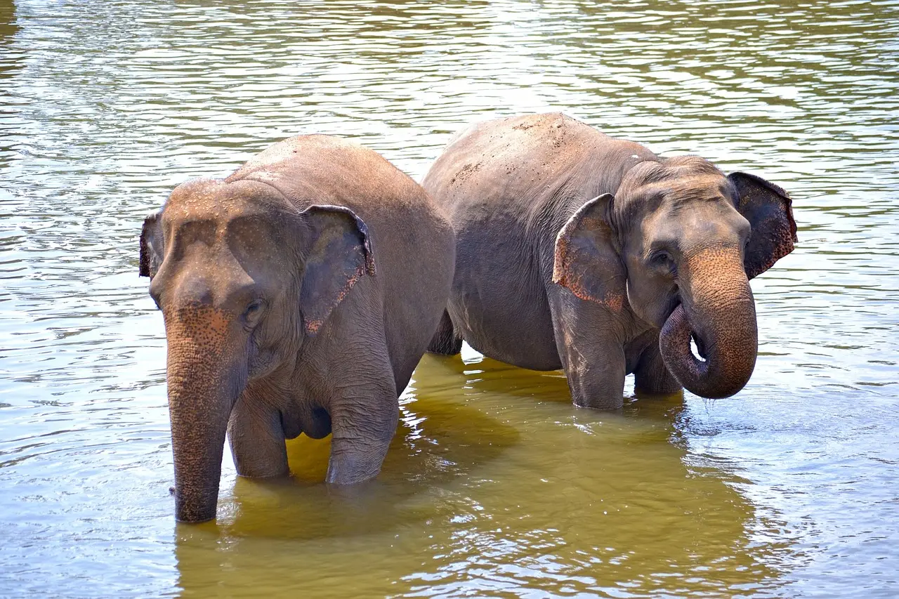 Wildlife Adventures