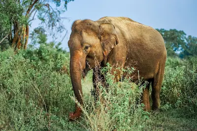 Thumbnail of Ultimate Sri Lanka Expedition